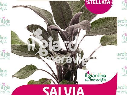 Salvia Purpurea