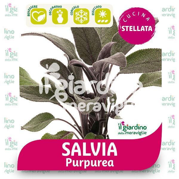 Salvia Purpurea