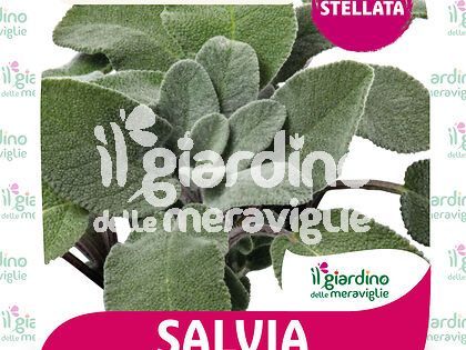 Salvia maxima a foglia larga