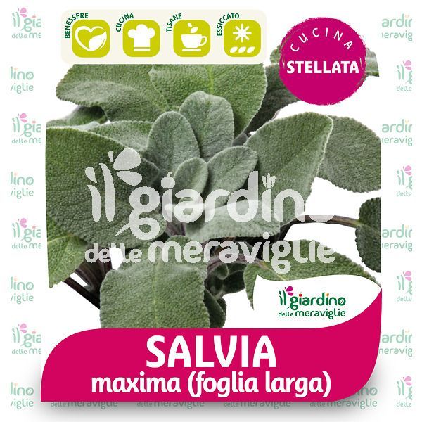 Salvia maxima a foglia larga