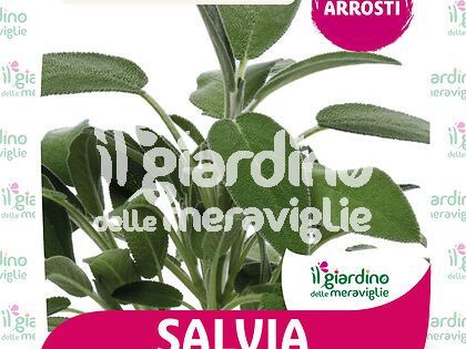 Salvia comune