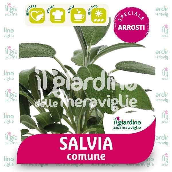 Salvia comune