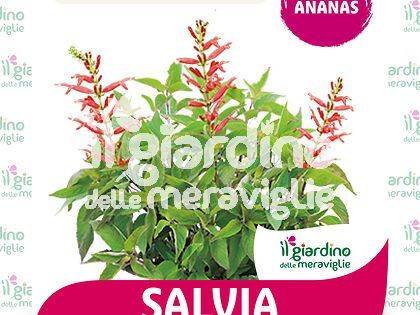 Salvia Ananas