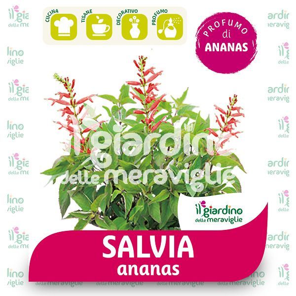 Salvia Ananas