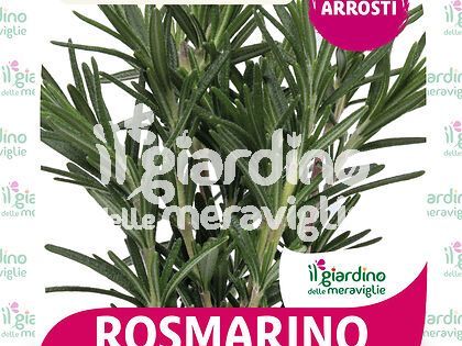 Rosmarino officinale eretto