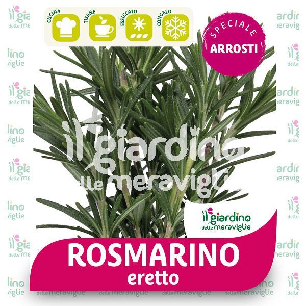 Rosmarino officinale eretto
