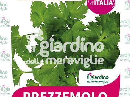 Prezzemolo Gigante d'Italia