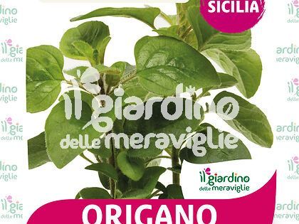 Origano selvatico Siciliano