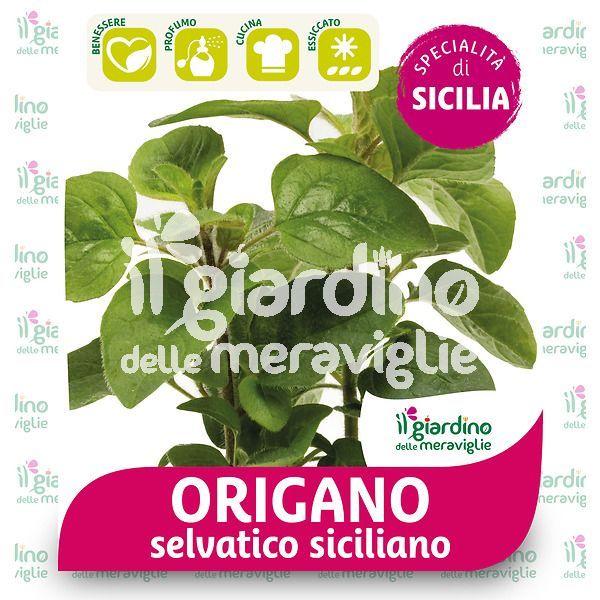 Origano selvatico Siciliano