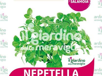 NEPETELLA mentuccia romana