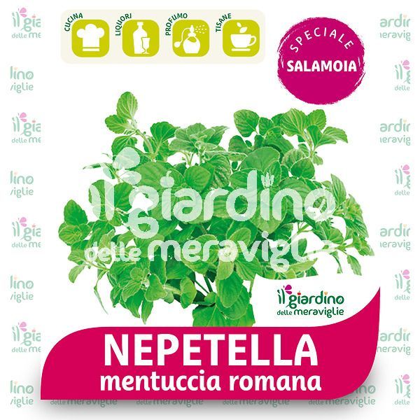 NEPETELLA mentuccia romana