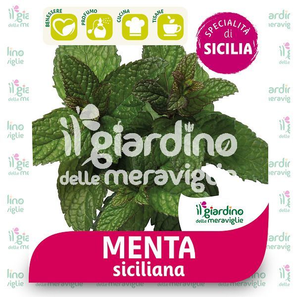 Menta siciliana