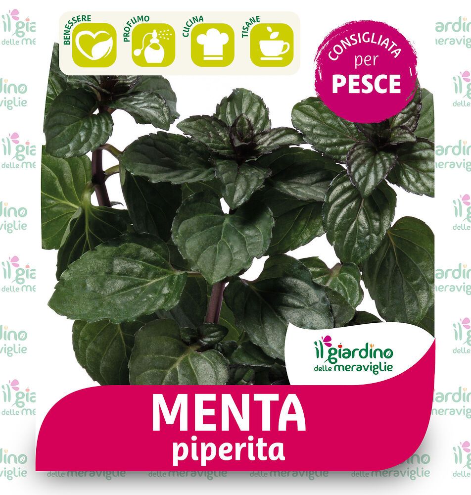 Semi Di Menta Piperita (Mentha Piperita) - Confezione 0,1 G, Per Coltivazione In Giardino O Vaso, Guida Inclusa