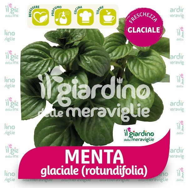 Menta glaciale rotundifolia