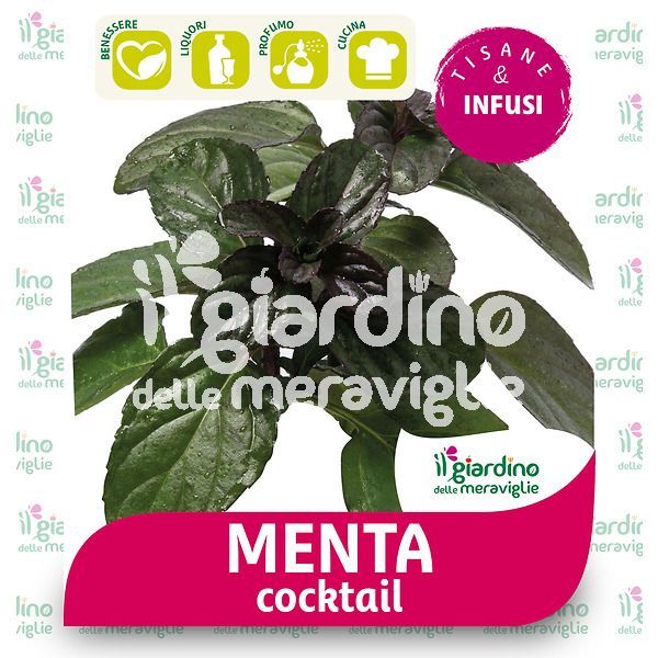 Menta Cocktail