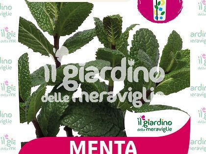 Menta HIERBABUENA