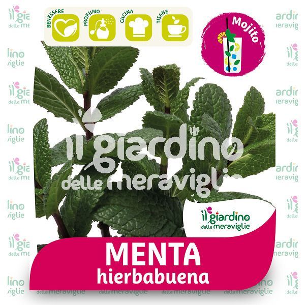 Menta HIERBABUENA