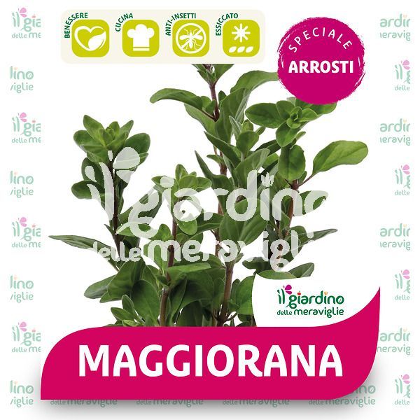 Maggiorana