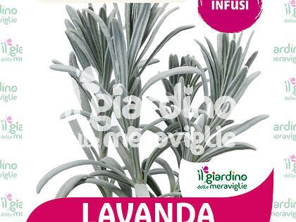 Lavanda vera