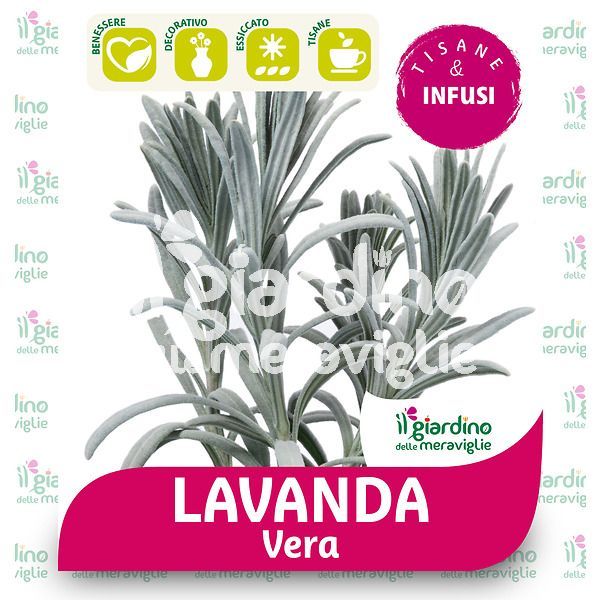 Lavanda vera