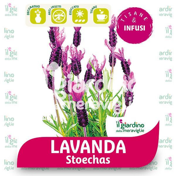 Lavanda stoechas