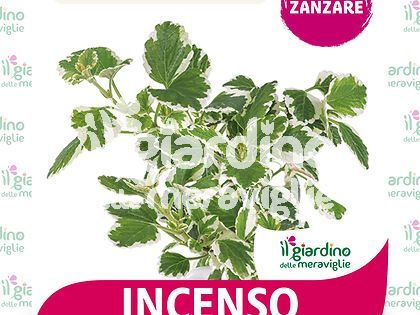 INCENSO - Antizanzara