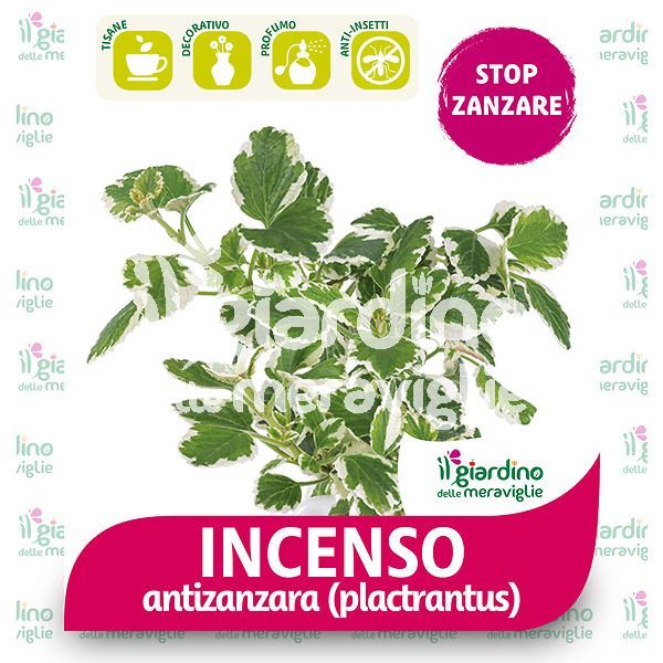 INCENSO - Antizanzara