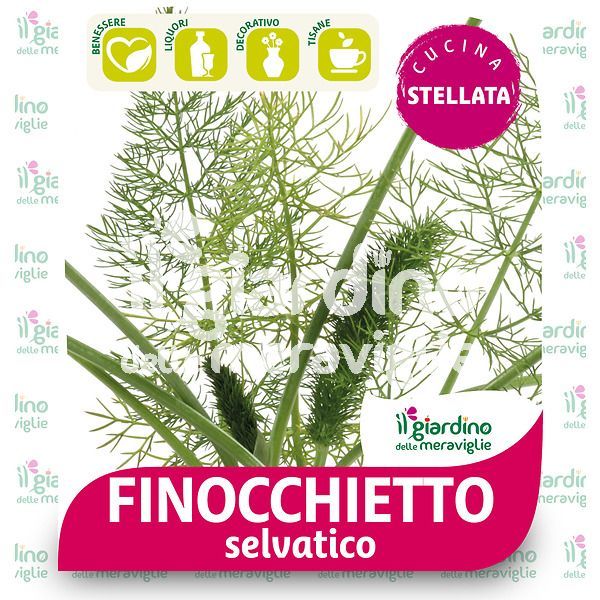 Finocchietto selvatico