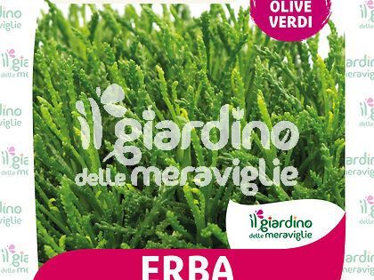 Erba olivella (santolina viridis)