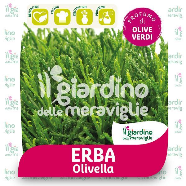 Erba olivella (santolina viridis)