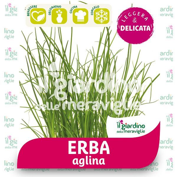 Erba Aglina