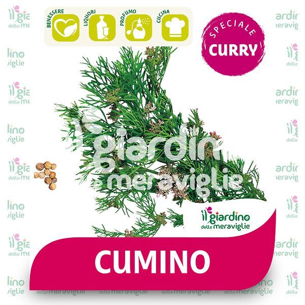Cumino