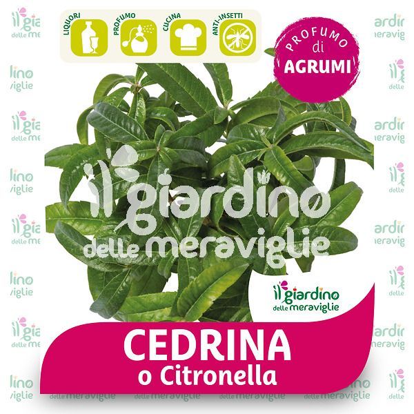 Citronella o cedrina