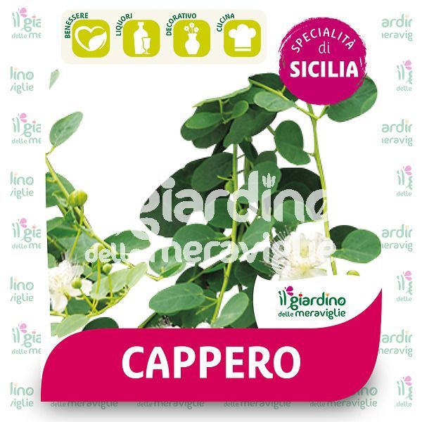 Cappero