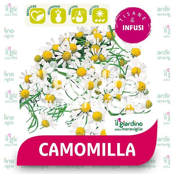 Camomilla