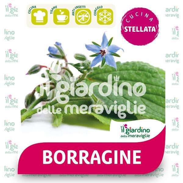 Borragine