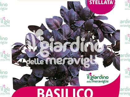 Basilico Viola