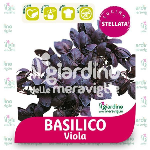 Basilico Viola