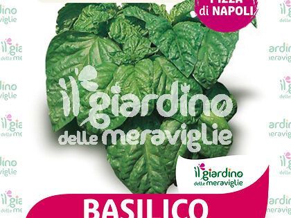 Basilico foglia di lattuga