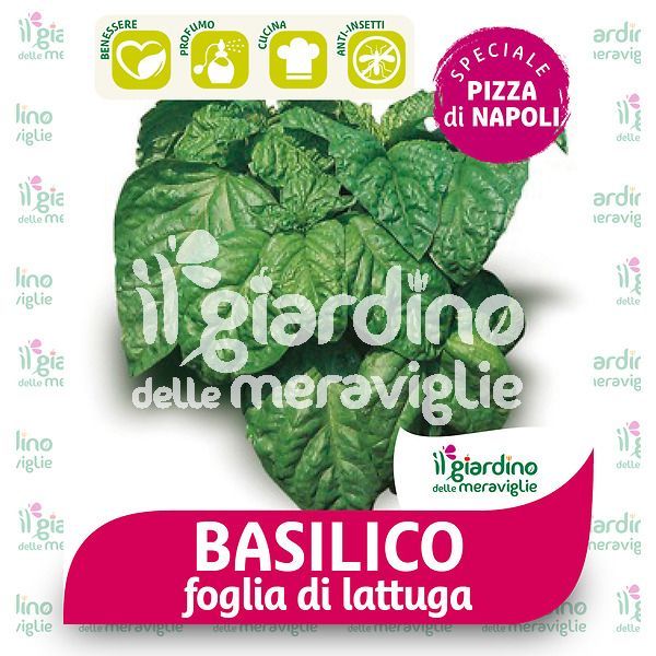 Basilico foglia di lattuga