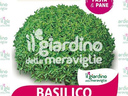 Basilico fine greco a palla