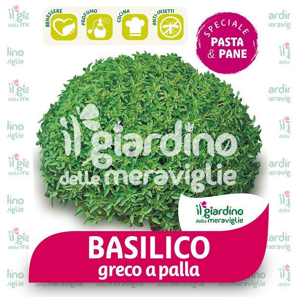 Basilico fine greco a palla