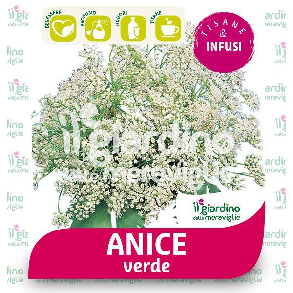 Anice