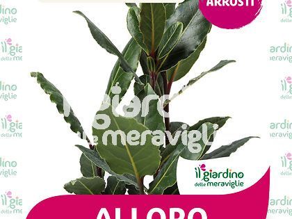 erbe e piante aromatiche