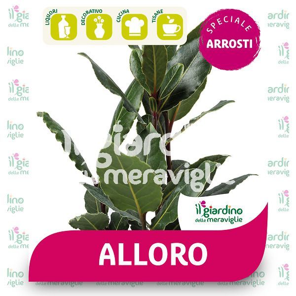 Alloro