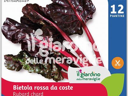 Bietola da coste rossa