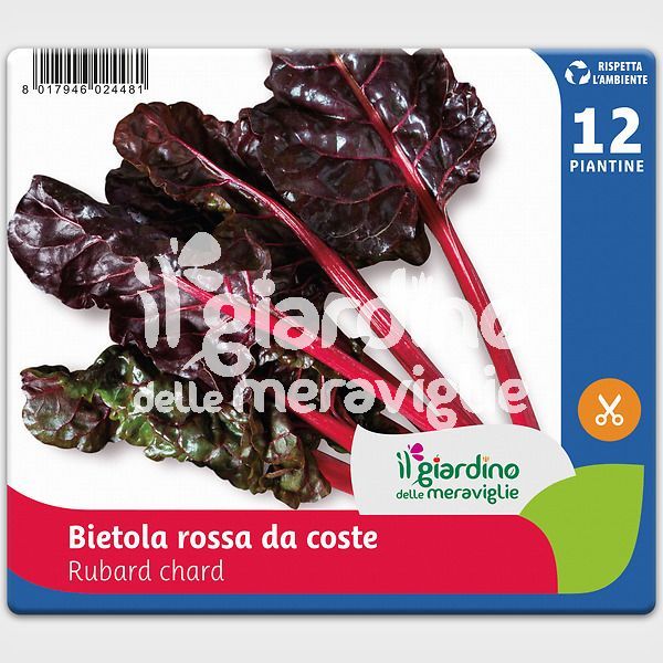 Bietola da coste rossa