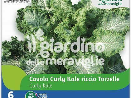 Cavolo curly Kale riccio Torzelle