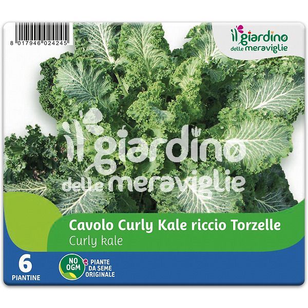 Cavolo curly Kale riccio Torzelle