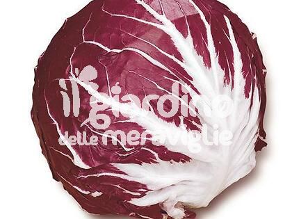 Radicchio rosso a palla di Chioggia